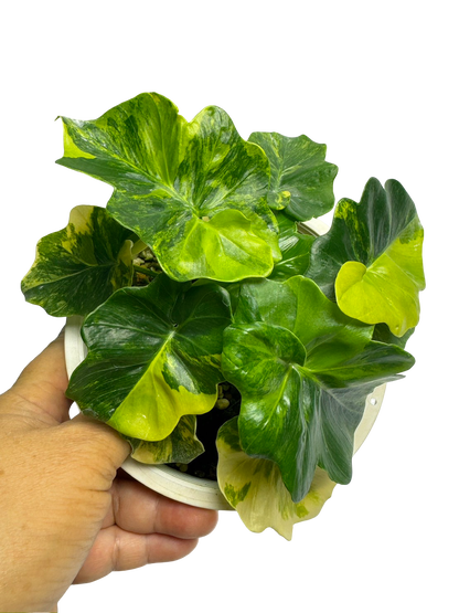 philodendron super atom size Buy Philodendron Super Atom Variegated