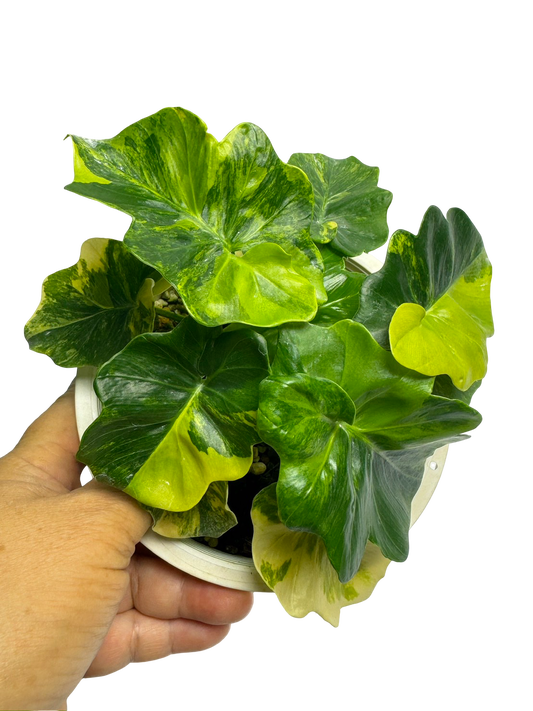 Philodendron Atom Variegated