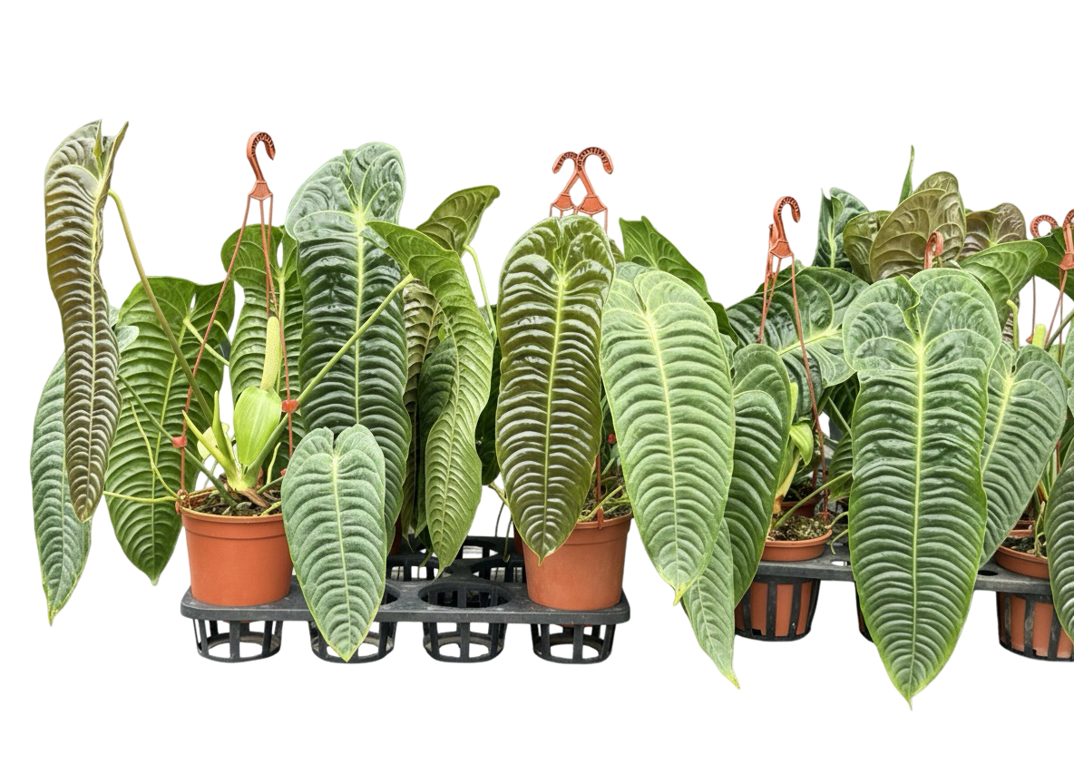 Anthurium Veitchii (King Anthurium) – Big Size Set of 3 Plants