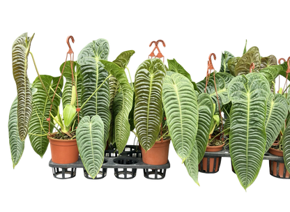 Anthurium Veitchii (King Anthurium) – Big Size Set of 3 Plants
