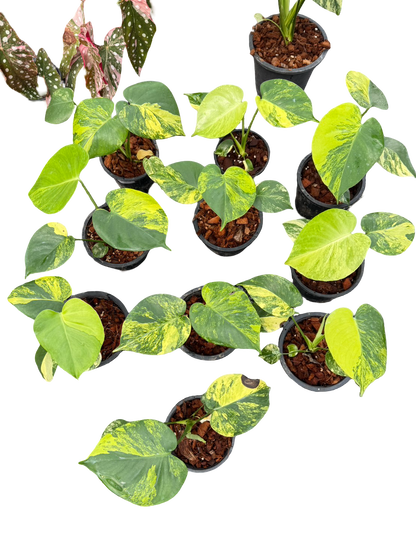 Monstera Deliciosa “Yellow Marilyn” Set of 10 Plants (Wholesale)