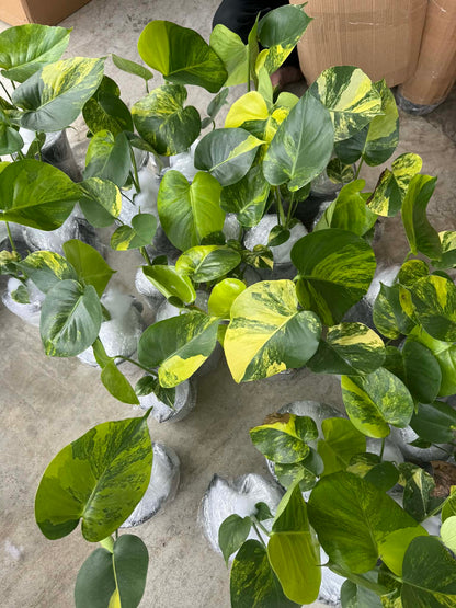 Monstera Deliciosa “Yellow Marilyn” Set of 10 Plants (Wholesale)