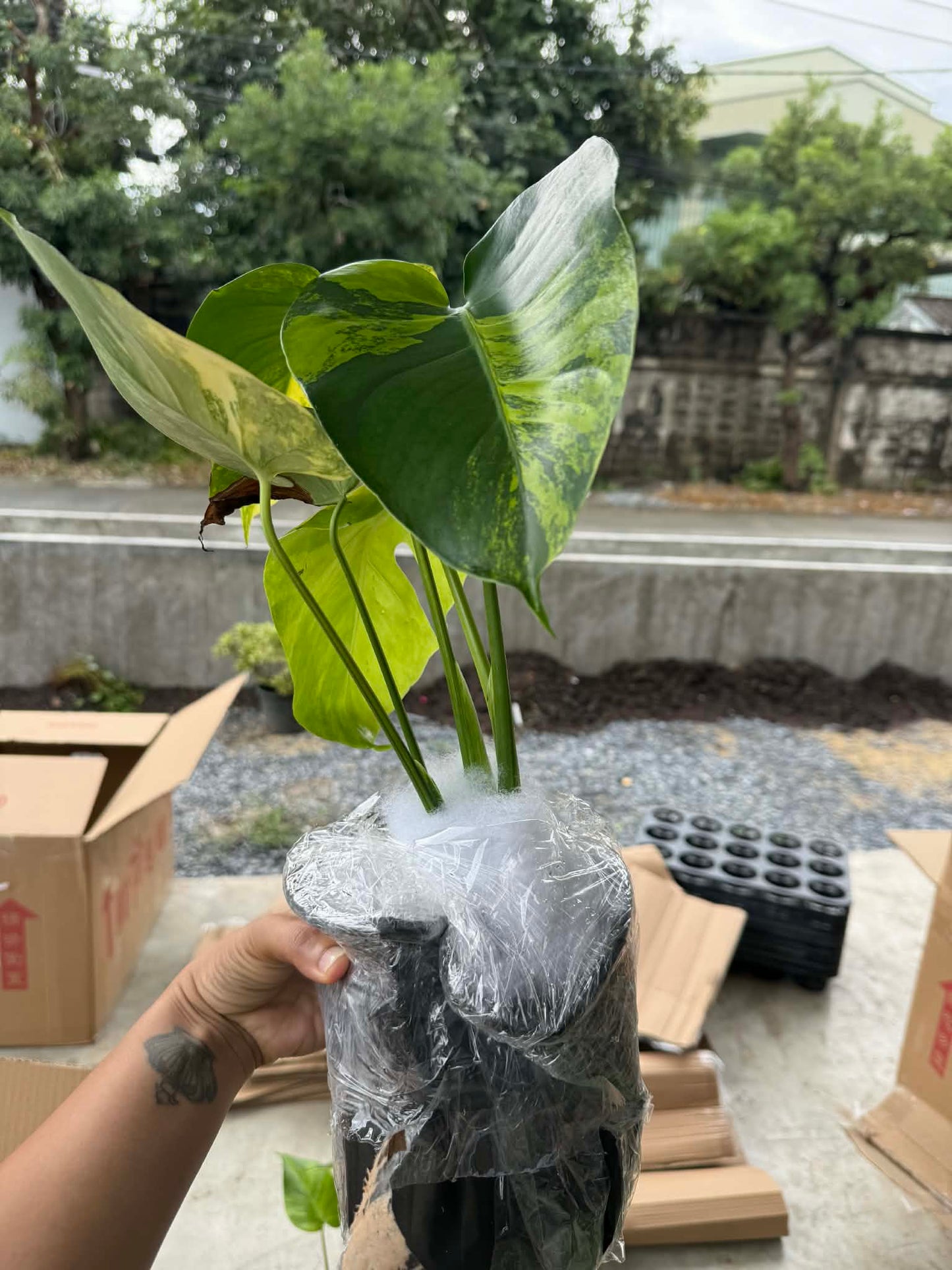 Monstera Deliciosa “Yellow Marilyn” Set of 10 Plants (Wholesale)