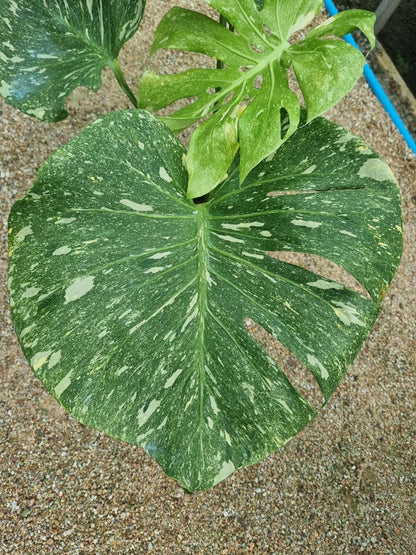 Monstera Deliciosa “Green Snow” Variegated - Actual Plant