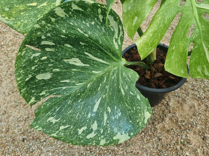 Monstera Deliciosa “Green Snow” Variegated - Actual Plant
