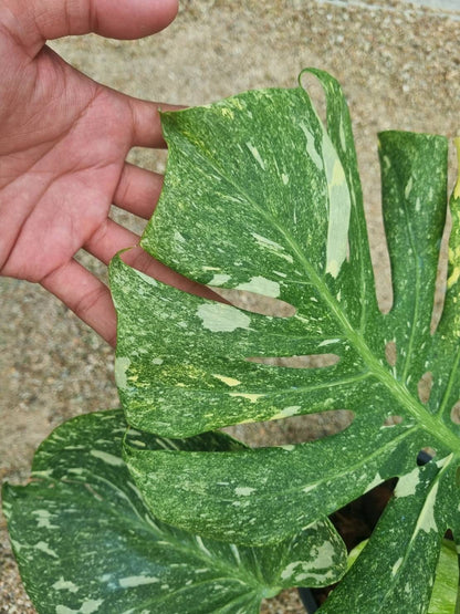 Monstera Deliciosa “Green Snow” Variegated - Actual Plant
