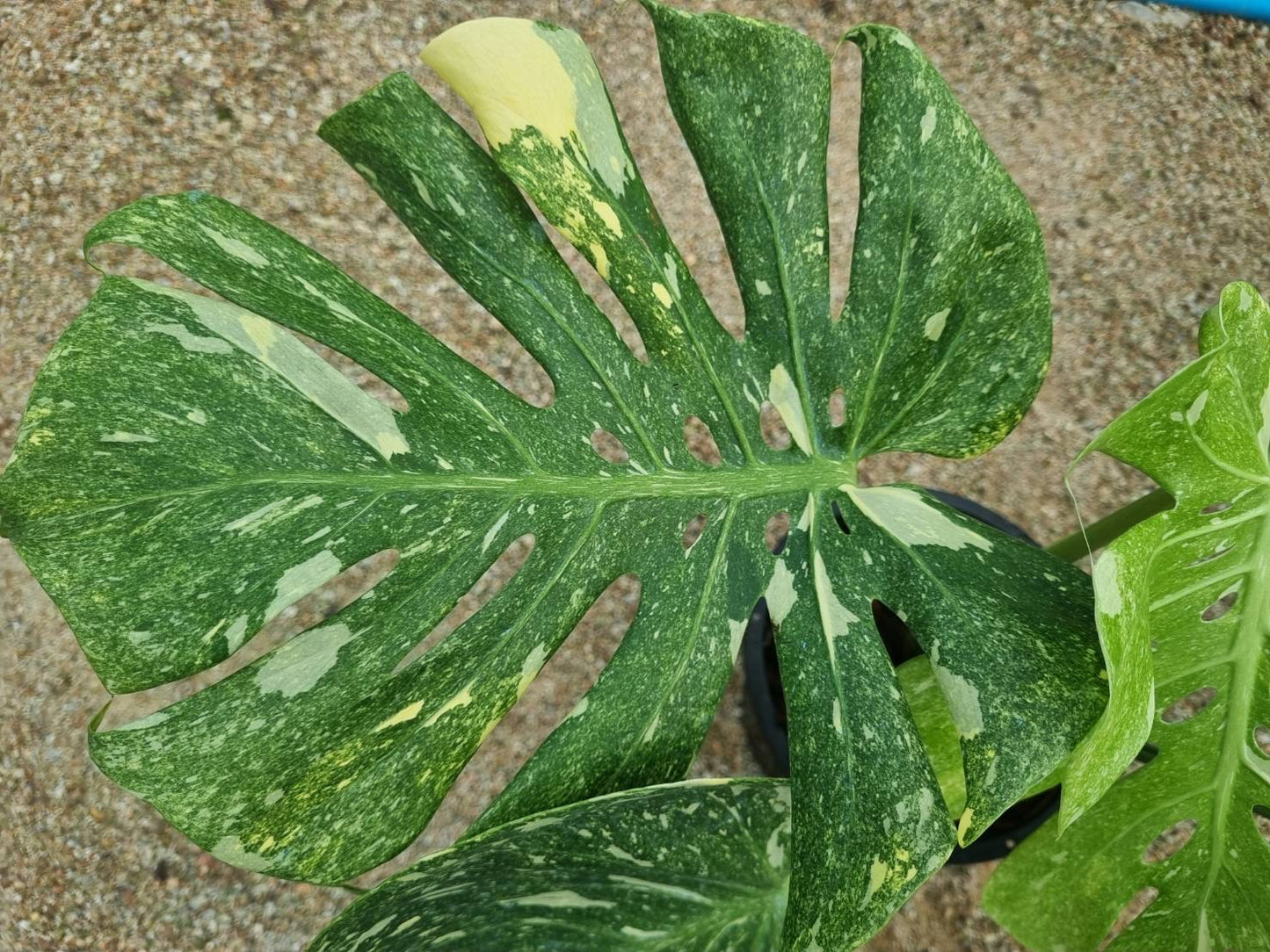 Monstera Deliciosa “Green Snow” Variegated - Actual Plant
