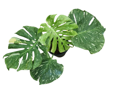 Monstera Deliciosa “Green Snow” Variegated - Actual Plant