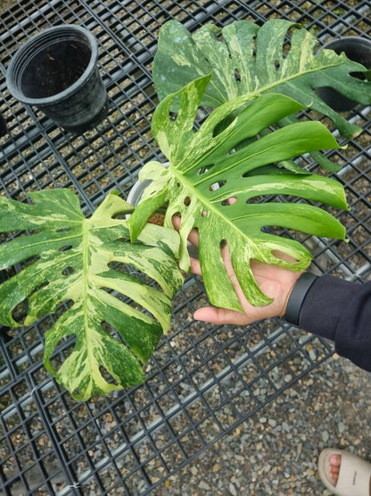 Monstera Deliciosa “Ocean Mint” Variegated – Actual Plant (Rare Collector’s Edition)