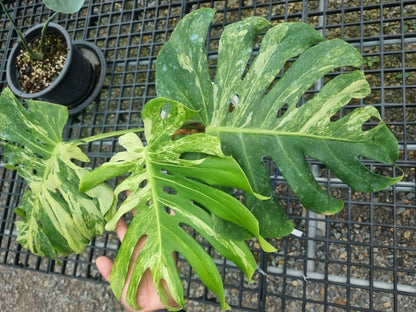 Monstera Deliciosa “Ocean Mint” Variegated – Actual Plant (Rare Collector’s Edition)