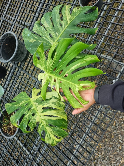 Monstera Deliciosa “Ocean Mint” Variegated – Actual Plant (Rare Collector’s Edition)