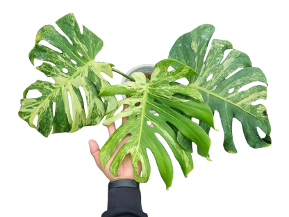 Monstera Deliciosa “Ocean Mint” Variegated – Actual Plant (Rare Collector’s Edition)