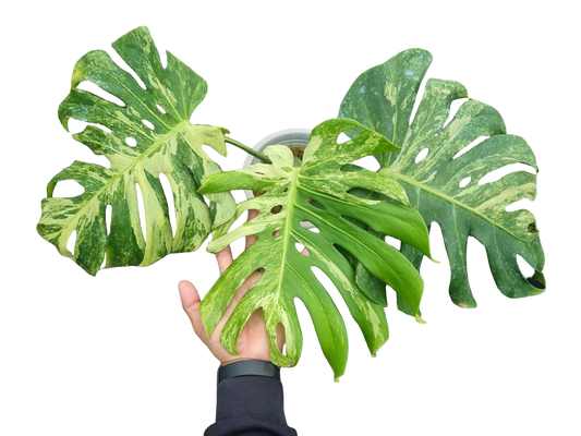Monstera Deliciosa “Ocean Mint” Variegated – Actual Plant (Rare Collector’s Edition)
