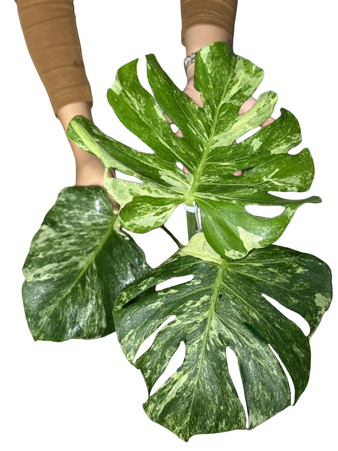 Monstera Deliciosa “Ocean Mint” Variegated – Actual Plant