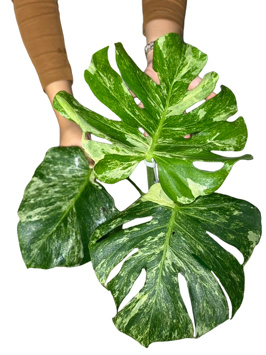 Monstera Deliciosa “Ocean Mint” Variegated – Actual Plant