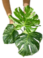 Monstera Deliciosa “Ocean Mint” Variegated – Actual Plant