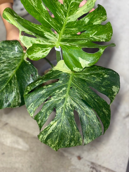 Monstera Deliciosa “Ocean Mint” Variegated – Actual Plant