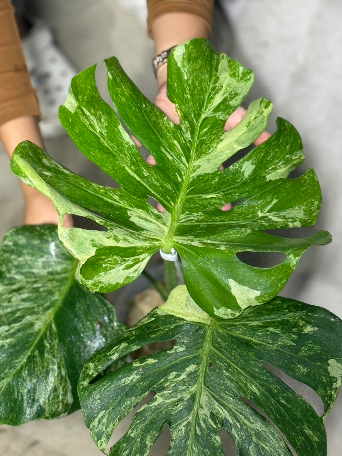 Monstera Deliciosa “Ocean Mint” Variegated – Actual Plant
