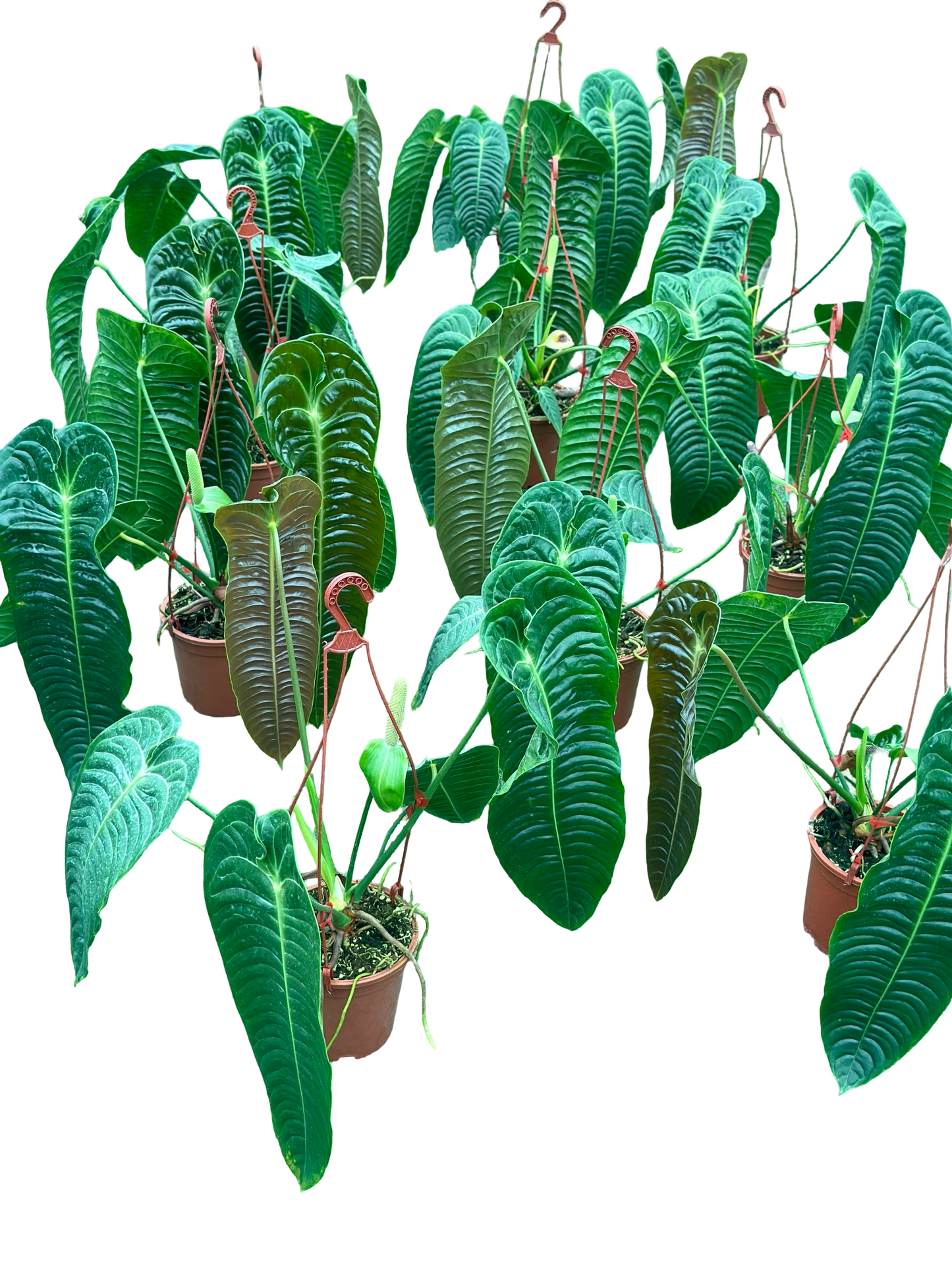 Anthurium Veitchii (King Anthurium) – Big Size Set of 3 Plants