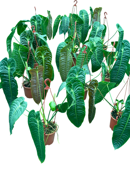 Anthurium Veitchii (King Anthurium) – Big Size Set of 3 Plants