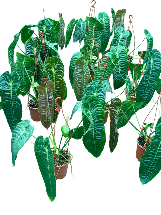 Anthurium Veitchii (King Anthurium) – Big Size Set of 3 Plants