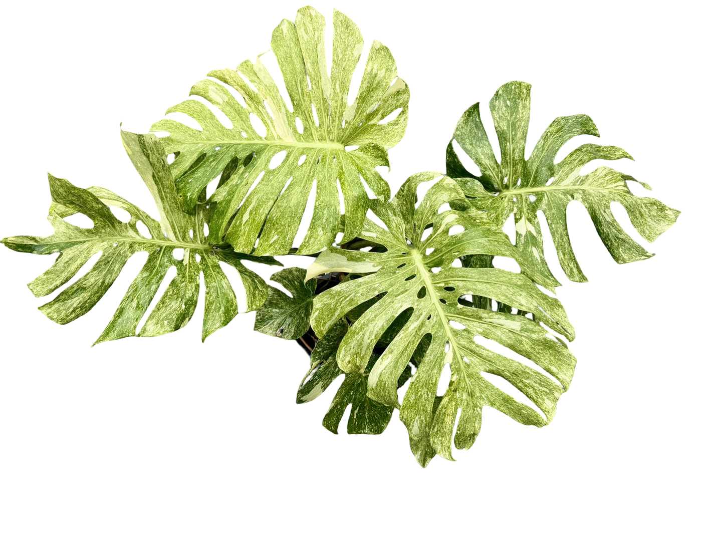 Monstera Thai Constellation “Platinum ” Mutation – (Actual Plant)