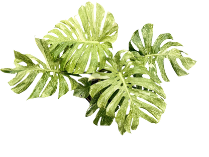 Monstera Thai Constellation “Platinum ” Mutation – (Actual Plant)