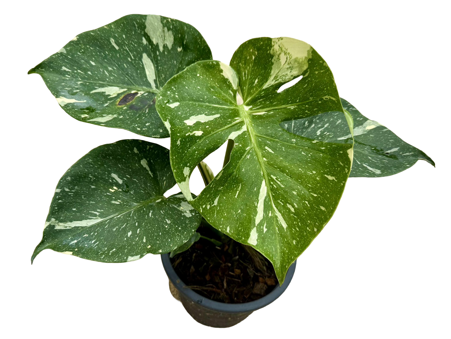 Monstera Thai Constellation “Platinum ” Cup” – (Actual Plant)