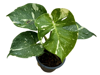 Monstera Thai Constellation “Platinum ” Cup” – (Actual Plant)