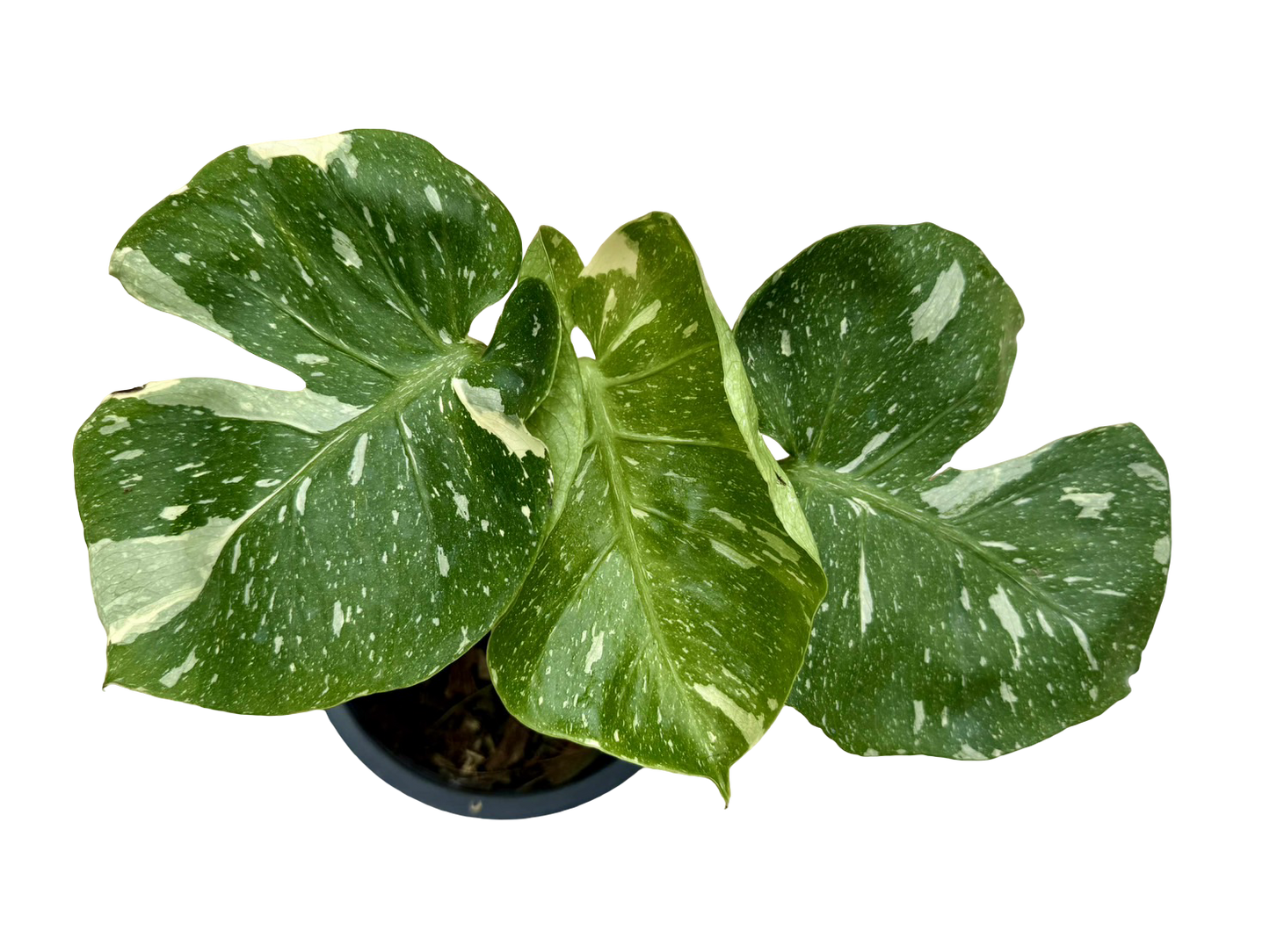 Monstera Thai Constellation “Platinum ” Cup” – (Actual Plant)