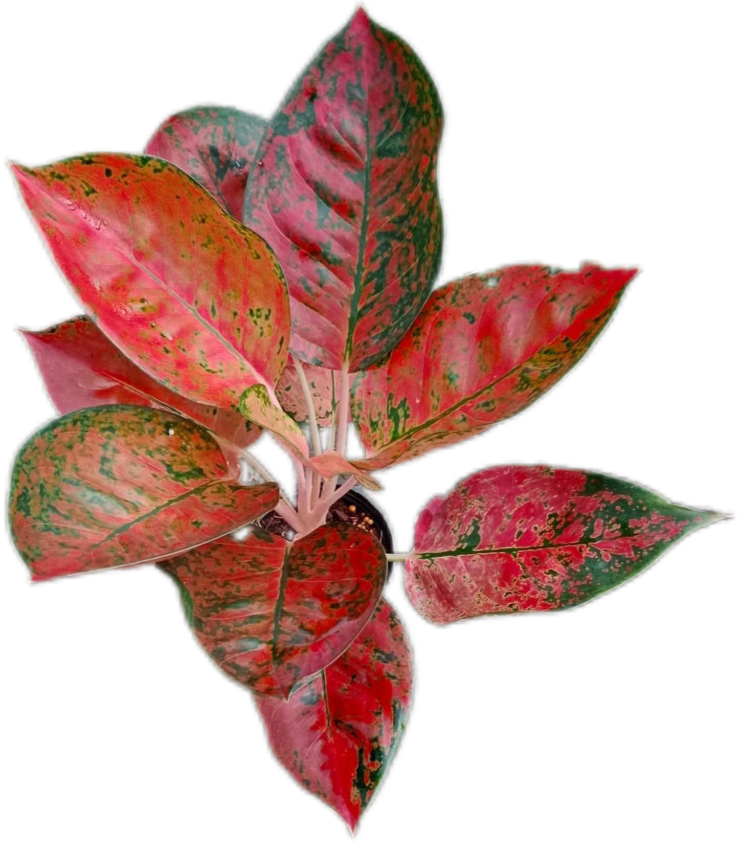 Aglaonema Kochin (Cochin) Orange– Wholesale Set of 10 Plants