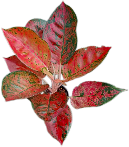 Aglaonema Kochin (Cochin) Orange– Wholesale Set of 10 Plants
