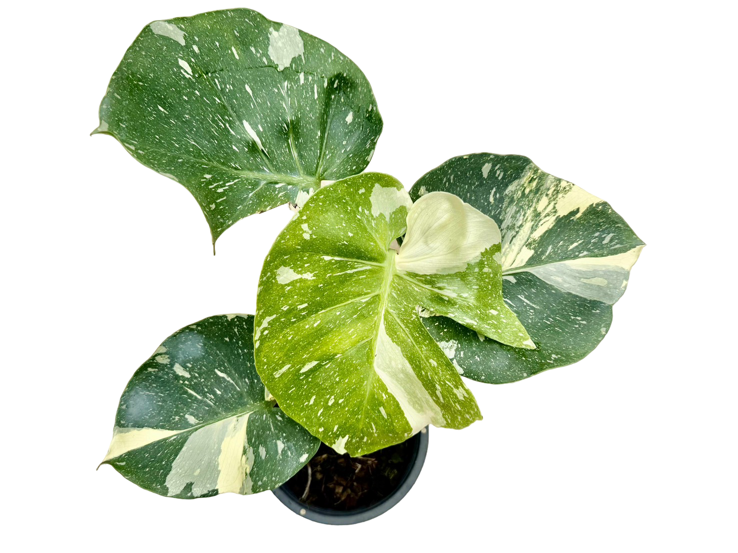Monstera Thai Constellation “Platinum ” Cup” – (Actual Plant)