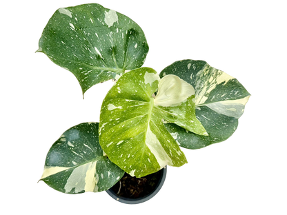 Monstera Thai Constellation “Platinum ” Cup” – (Actual Plant)