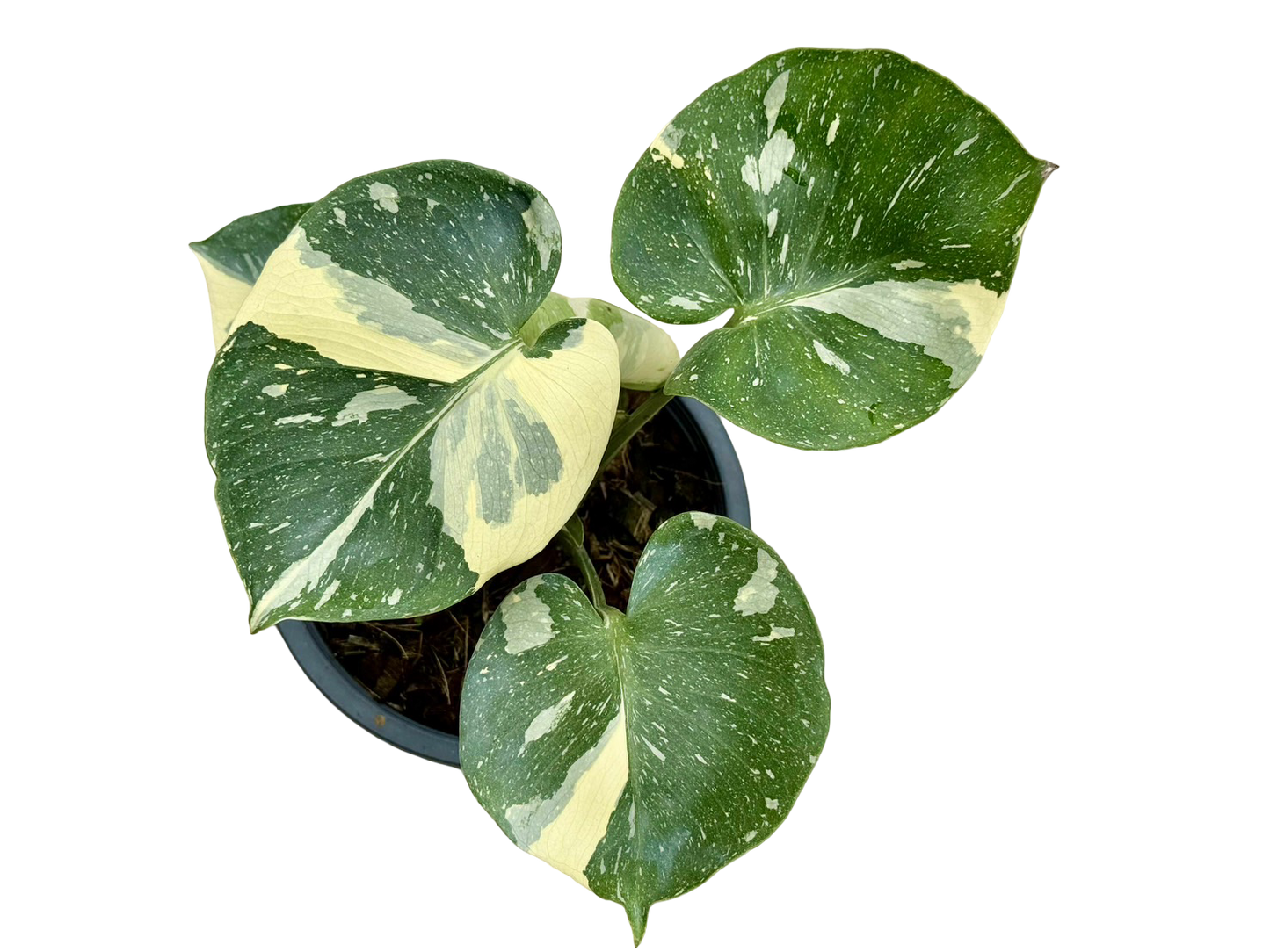 Monstera Thai Constellation “Platinum ” Cup” – (Actual Plant)