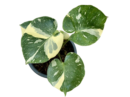 Monstera Thai Constellation “Platinum ” Cup” – (Actual Plant)