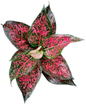 Aglaonema “Kham Khun Pink” – Wholesale Set of 10 Plants