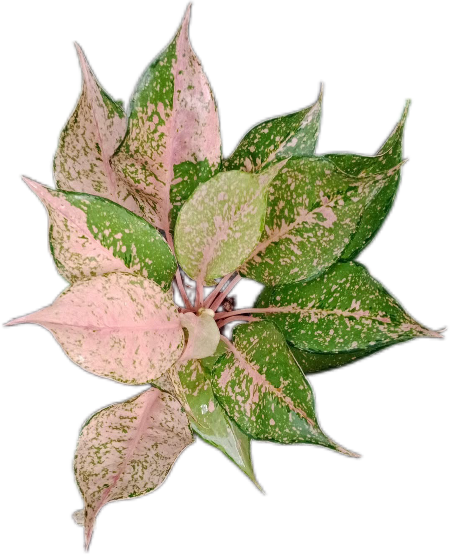 Aglaonema “Catherine” – Set of 10 Plants