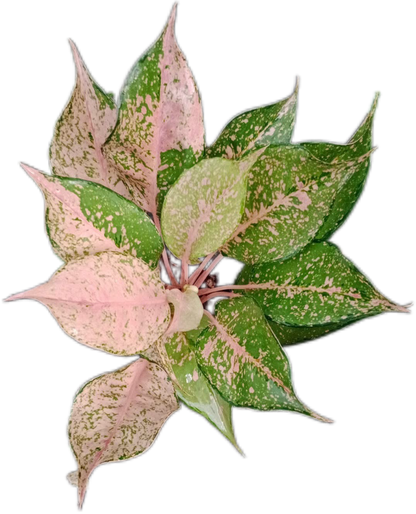 Aglaonema “Catherine” – Set of 10 Plants