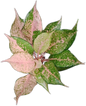Aglaonema “Catherine” – Set of 10 Plants