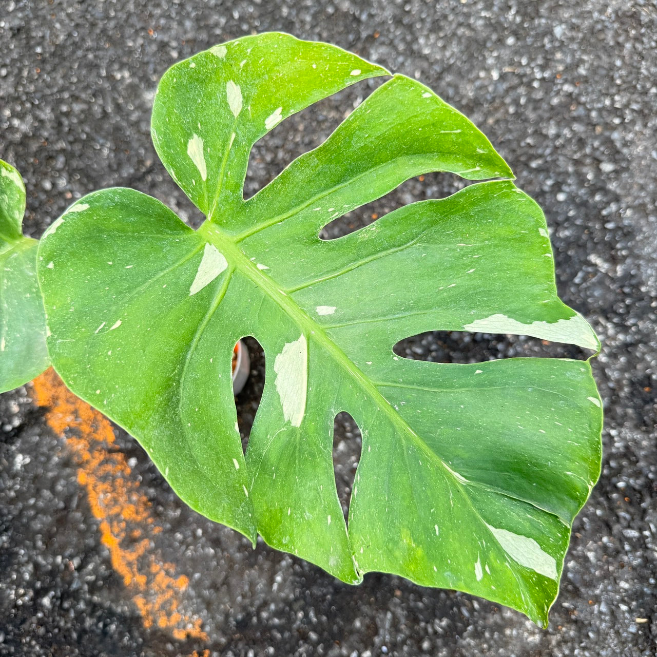 Monstera Deliciosa “NOID” - Actual Plant