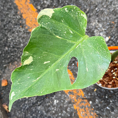 Monstera Deliciosa “NOID” - Actual Plant