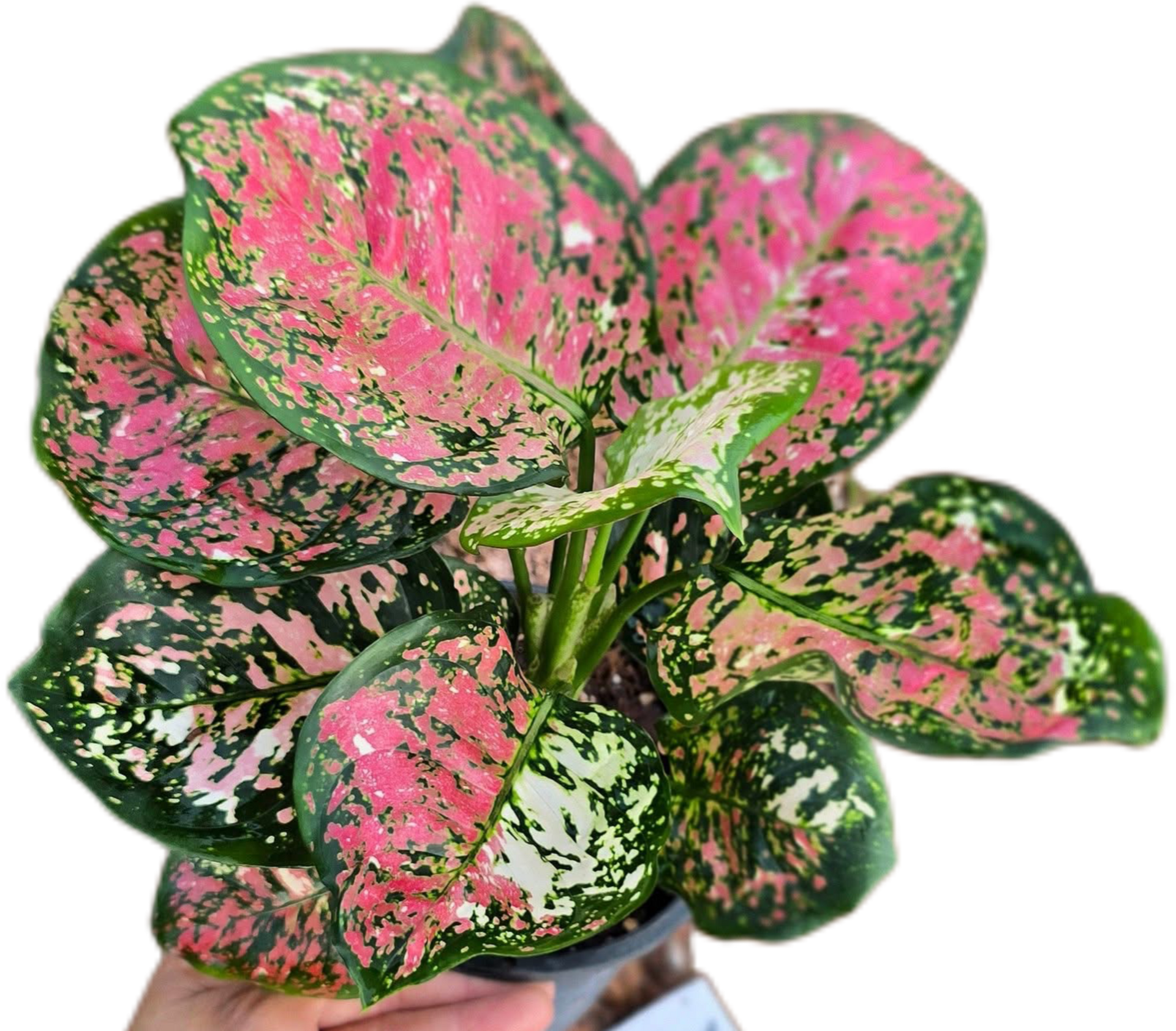 Buy Aglaonema Anyamanee Tricolor (Bundle …
