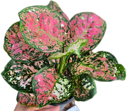 Aglaonema Anyamanee Tricolor (Bundle of 10 Plants )