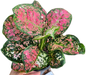 Aglaonema Anyamanee Tricolor (Bundle of 10 Plants )