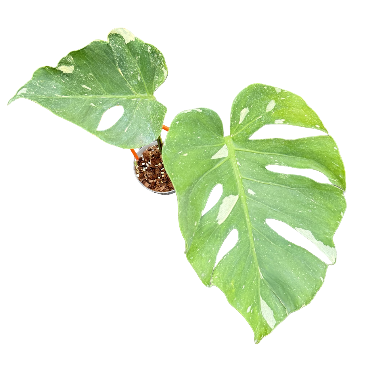 Monstera Deliciosa “NOID” - Actual Plant