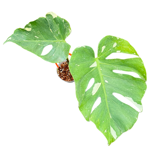 Monstera Deliciosa “NOID” - Actual Plant