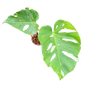 Monstera Deliciosa “NOID” - Actual Plant