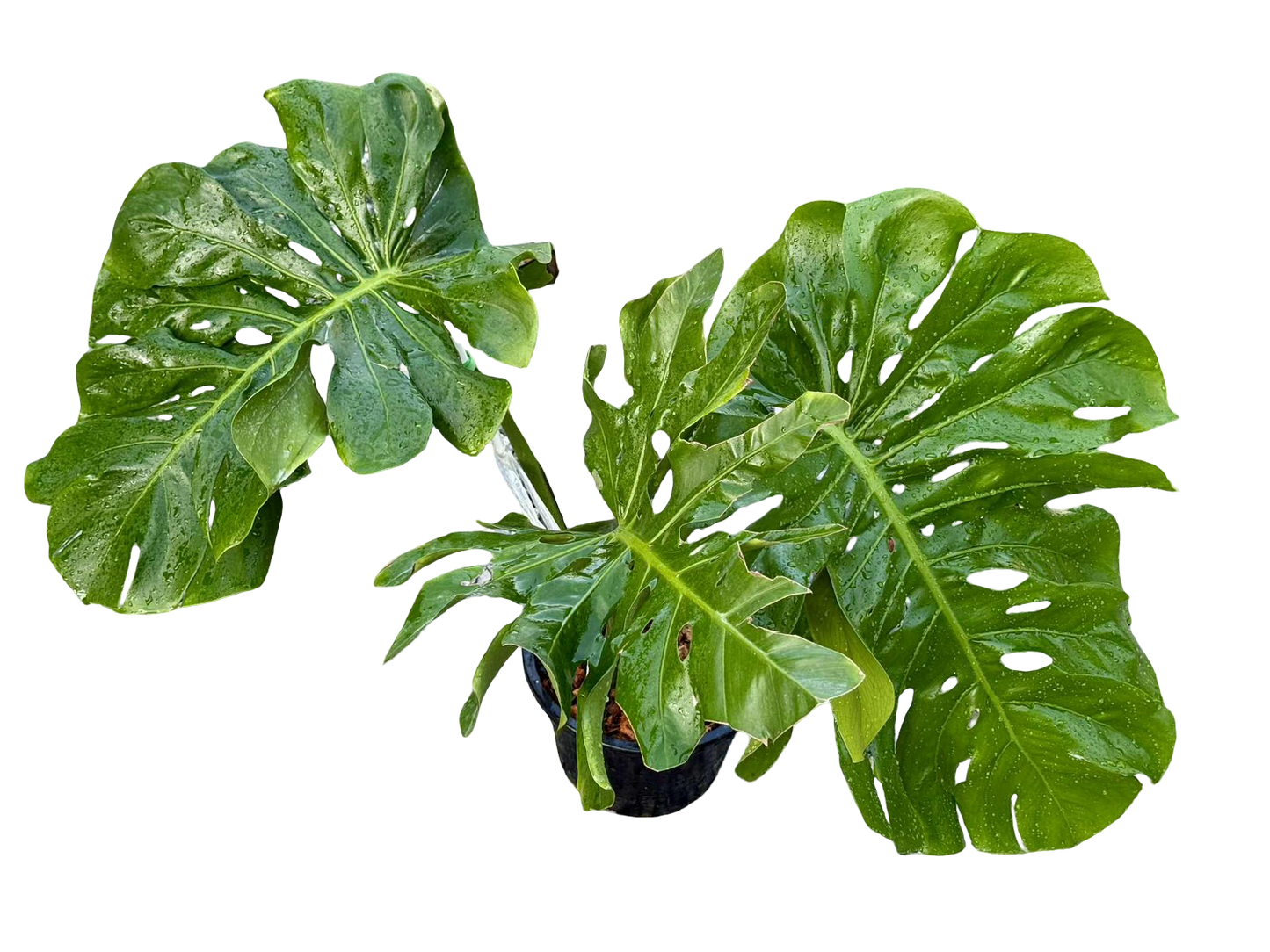 Monstera Deliciosa “NOID” - Actual Plant