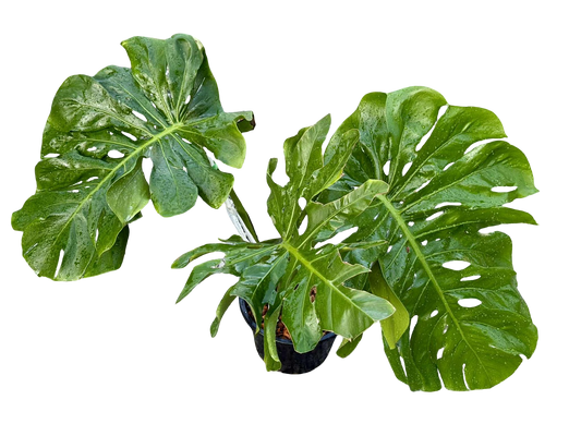 Monstera Deliciosa “NOID” - Actual Plant